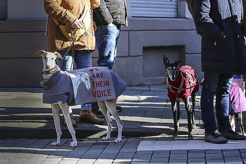 Galgo Marsch Köln 2025 186.jpg