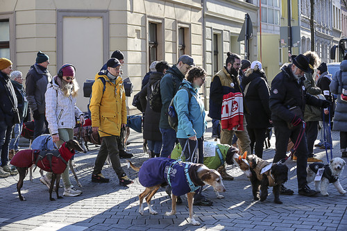 Galgo Marsch Köln 2025 173.jpg