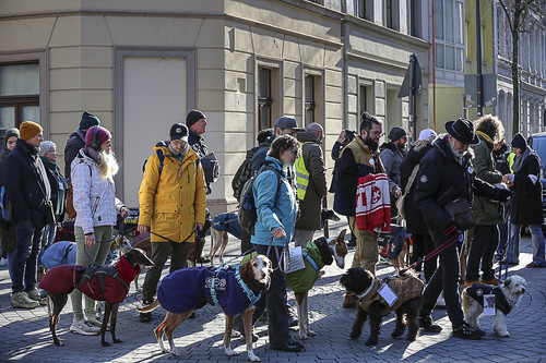 Galgo Marsch Köln 2025 172.jpg