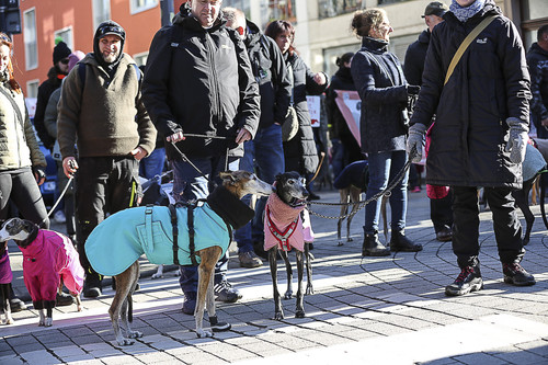 Galgo Marsch Köln 2025 189.jpg