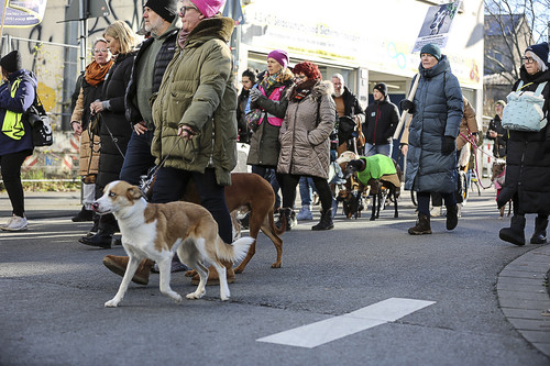 Galgo Marsch Köln 2025 625.jpg