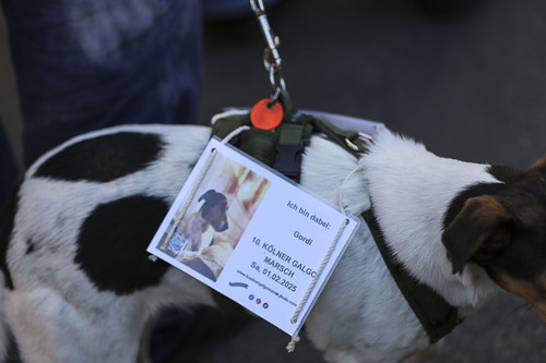 Galgo Marsch Köln 2025 633.jpg