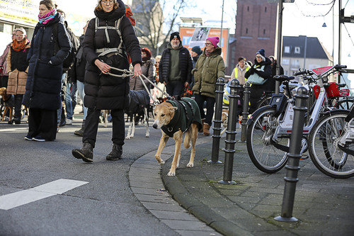 Galgo Marsch Köln 2025 621.jpg