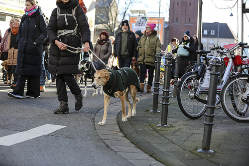 Galgo Marsch Köln 2025 622.jpg