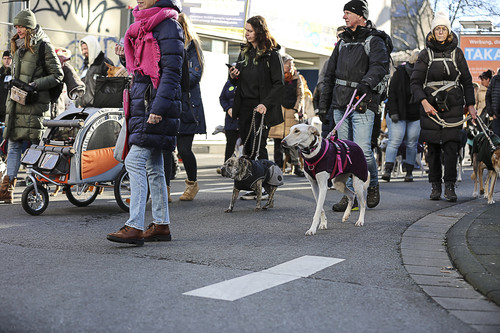 Galgo Marsch Köln 2025 617.jpg