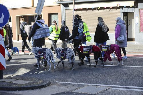 Galgo Marsch Köln 2025 635.jpg