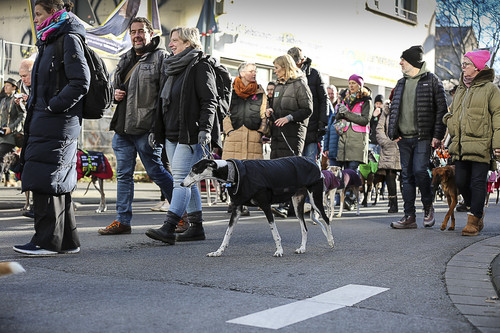Galgo Marsch Köln 2025 623.jpg