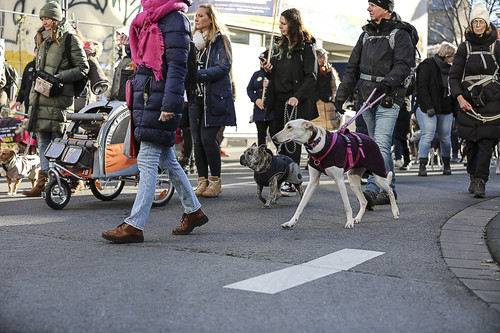 Galgo Marsch Köln 2025 618.jpg