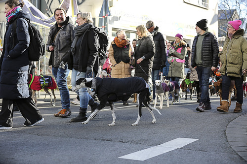 Galgo Marsch Köln 2025 624.jpg