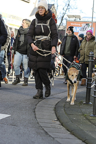 Galgo Marsch Köln 2025 619.jpg