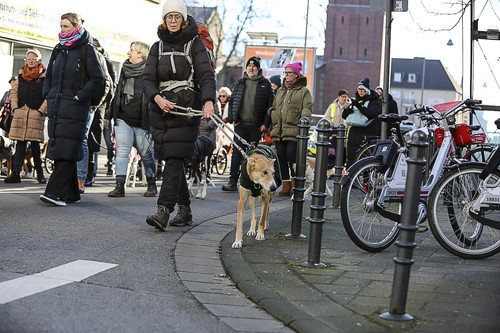 Galgo Marsch Köln 2025 620.jpg