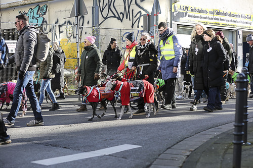 Galgo Marsch Köln 2025 499.jpg