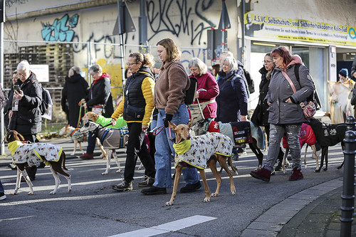 Galgo Marsch Köln 2025 507.jpg