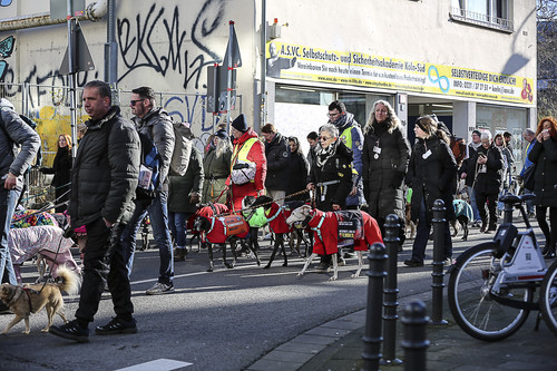 Galgo Marsch Köln 2025 498.jpg