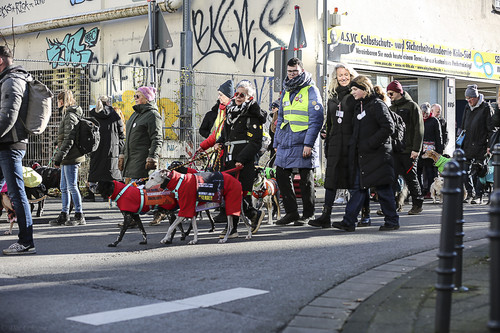 Galgo Marsch Köln 2025 501.jpg