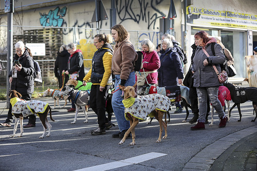 Galgo Marsch Köln 2025 508.jpg