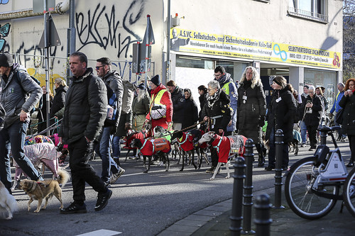 Galgo Marsch Köln 2025 497.jpg