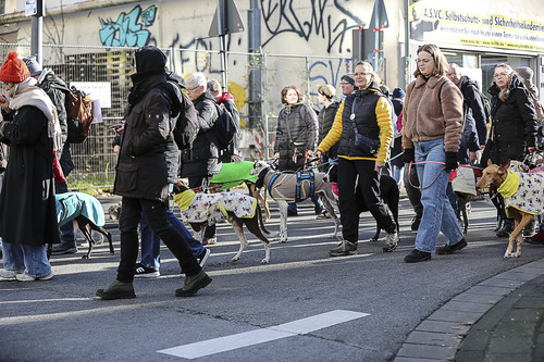 Galgo Marsch Köln 2025 505.jpg