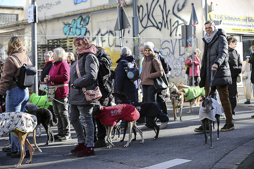 Galgo Marsch Köln 2025 511.jpg