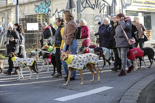 Galgo Marsch Köln 2025 509.jpg