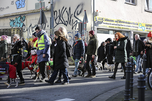 Galgo Marsch Köln 2025 502.jpg