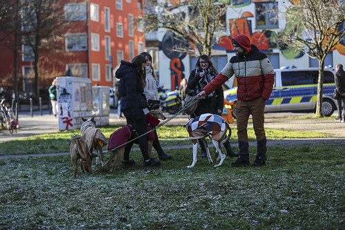 Galgo Marsch Köln 2025 66.jpg