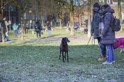 Galgo Marsch Köln 2025 79.jpg