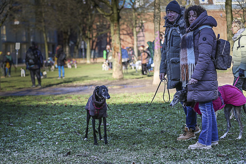 Galgo Marsch Köln 2025 80.jpg