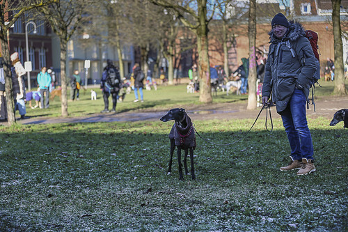 Galgo Marsch Köln 2025 78.jpg