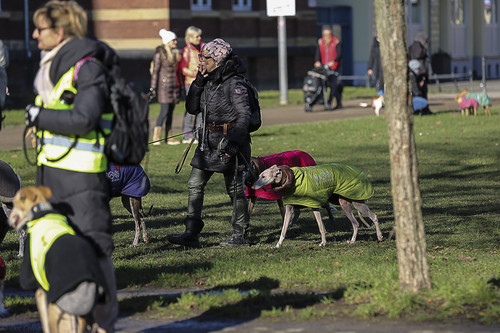 Galgo Marsch Köln 2025 71.jpg