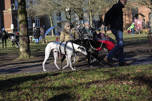Galgo Marsch Köln 2025 64.jpg