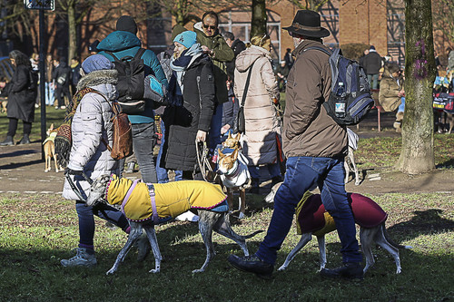 Galgo Marsch Köln 2025 82.jpg