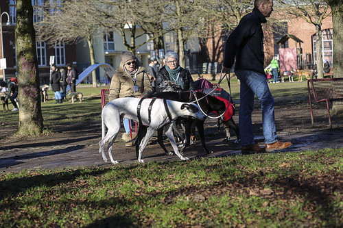 Galgo Marsch Köln 2025 65.jpg