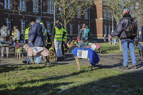 Galgo Marsch Köln 2025 77.jpg