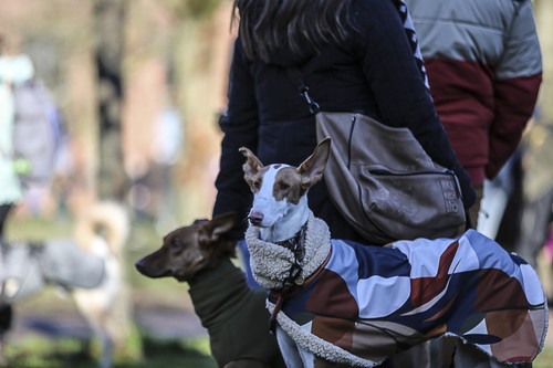 Galgo Marsch Köln 2025 73.jpg