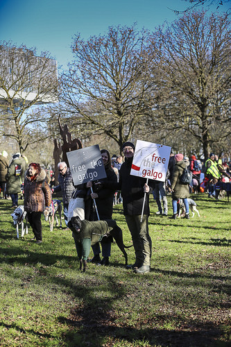 Galgo Marsch Köln 2025 61.jpg