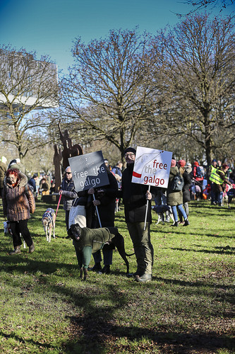 Galgo Marsch Köln 2025 62.jpg
