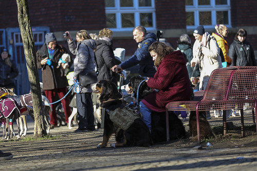 Galgo Marsch Köln 2025 75.jpg