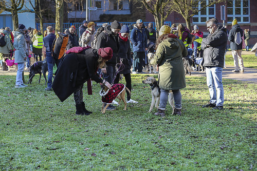 Galgo Marsch Köln 2025 88.jpg