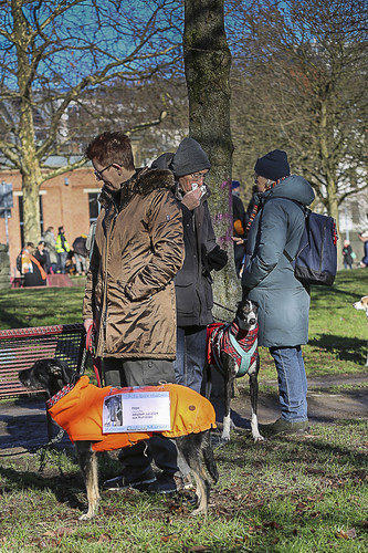 Galgo Marsch Köln 2025 83.jpg