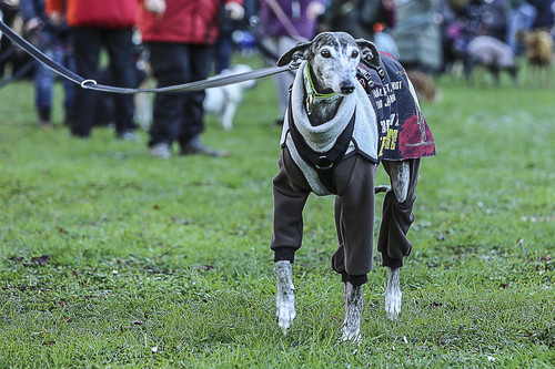 Galgo Marsch Köln 2025 92.jpg