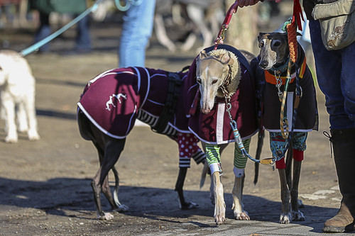 Galgo Marsch Köln 2025 100.jpg