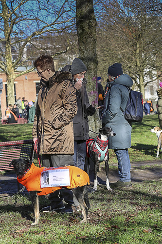 Galgo Marsch Köln 2025 85.jpg