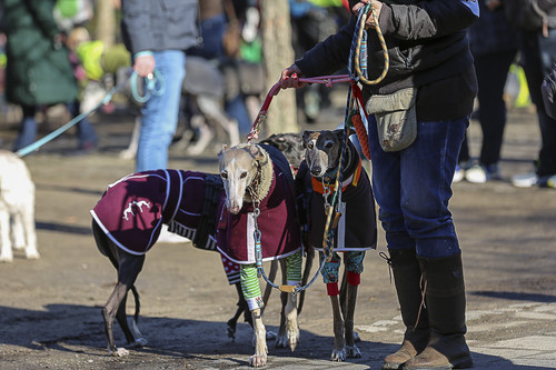 Galgo Marsch Köln 2025 101.jpg