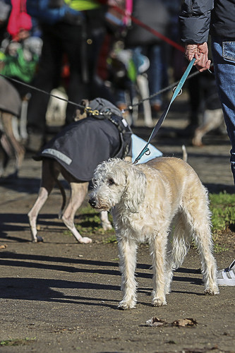 Galgo Marsch Köln 2025 102.jpg