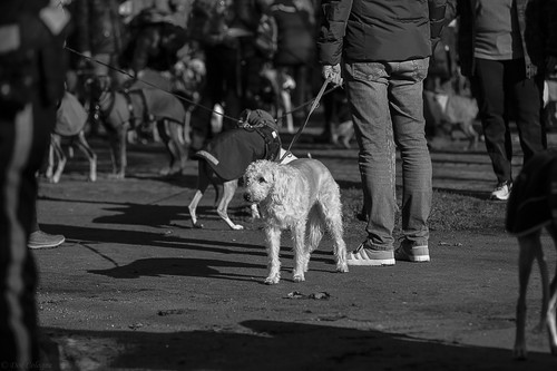 Galgo Marsch Köln 2025 103.jpg