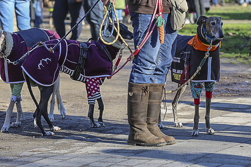 Galgo Marsch Köln 2025 106.jpg