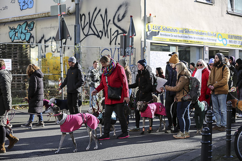 Galgo Marsch Köln 2025 395.jpg