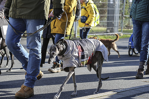 Galgo Marsch Köln 2025 384.jpg