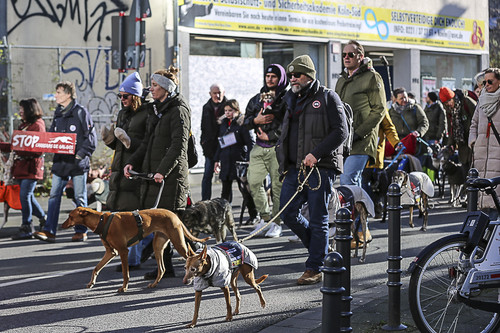 Galgo Marsch Köln 2025 398.jpg